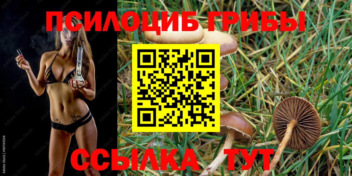 Мичуринск  Псилоцибиновые грибы Psilocybe  Вход с VPN 